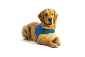 What you Need to Know about Dogs in the Workplace