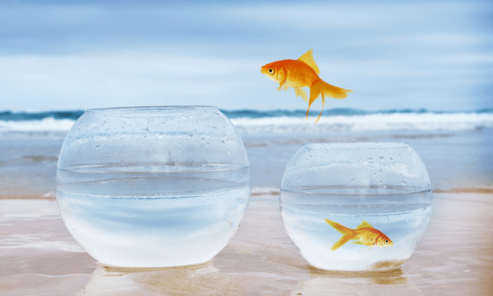 Personal growth: A goldfish jumping into a bigger bowl